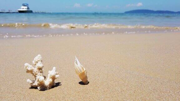 海滩上的白色珊瑚和贝壳