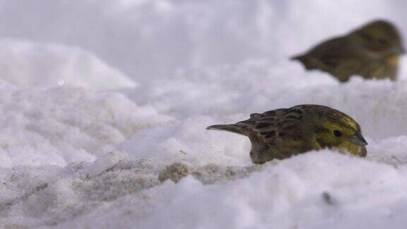 欧洲绿翅雀(绿翅雀)和切尔诺贝利地区的雪