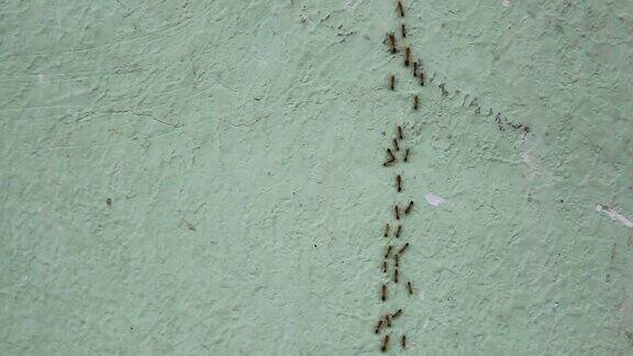 蚂蚁走