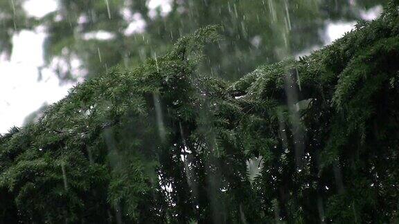 倾盆大雨落在针叶树上伟大的雨的声音!