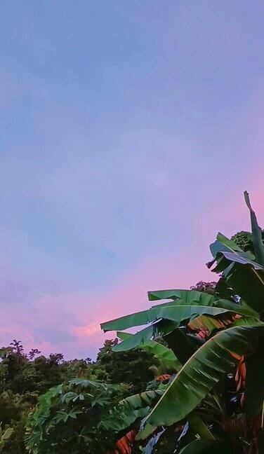 香蕉植物与美丽的天空在早晨