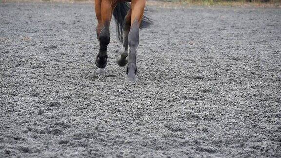 跟着马蹄在沙地上奔跑在潮湿泥泞的地面上奔驰的骏马的腿的特写慢动作