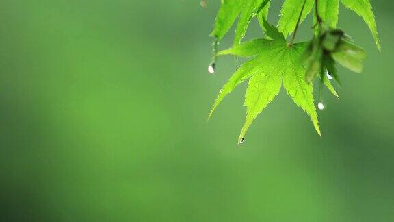 雨滴落在枫叶上在日本