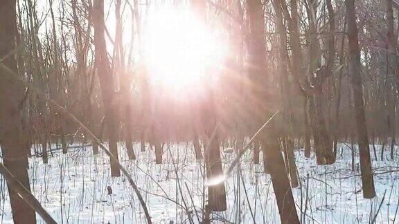 树枝在雪地里冬日阳光灿烂
