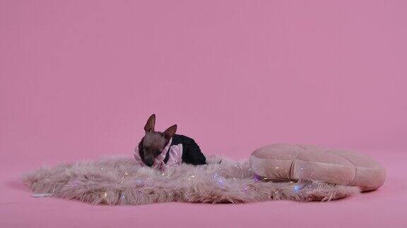Xoloitzcuintle在工作室里穿着黑色和粉色的工作服粉红色的背景狗躺在动物枕头旁的毛皮毯子上上面有一个花环嘴里嚼着一根棍子慢动作