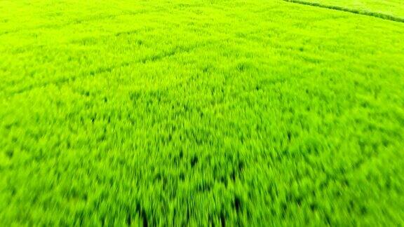 绿色稻田鸟瞰图