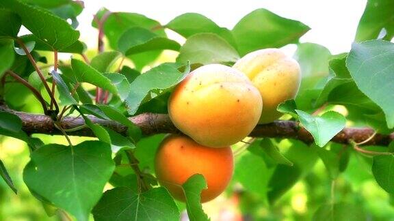 果园里成熟的杏子