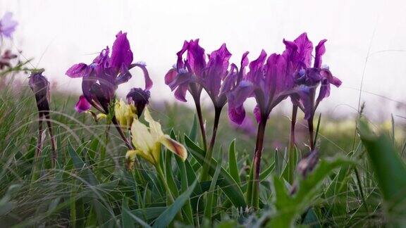美丽的野生春天的花鸢尾花紫色侏儒鸢尾花或侏儒鸢尾花(鸢尾花)背光对草美丽的野生草原春天盛开的草地120fpsProRes42210位视频