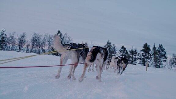雪橇狗在黎明的雪地上奔跑
