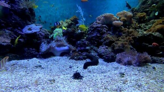 在珊瑚间游弋的热带鱼