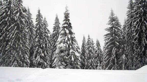 稳定的拍摄雪落在黑暗的山森林森林旅行徒步旅行