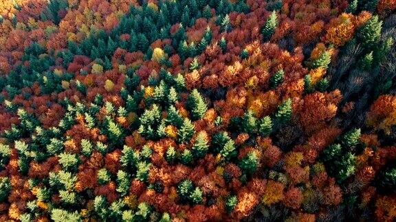 鸟瞰图:在喀尔巴阡山脉阳光明媚的秋天飞过美丽的混交林充满活力的颜色
