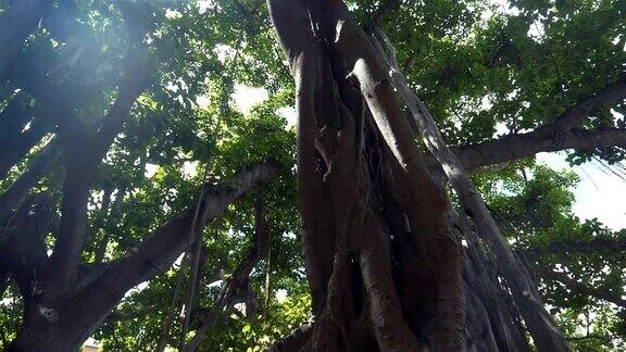 夏威夷的大榕树4k慢镜头60fps