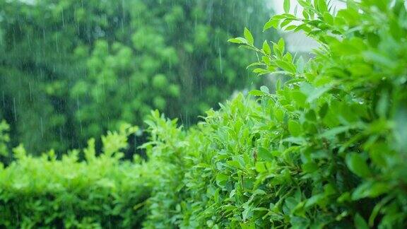 雨水滴在绿叶植物上热带雨林的雨天绿色自然生态理念