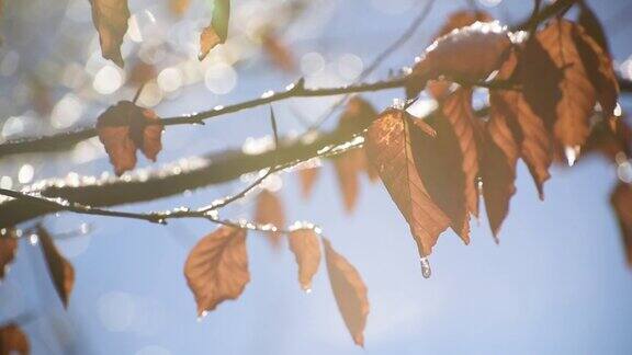 在阳光明媚的冬日树枝上的冰