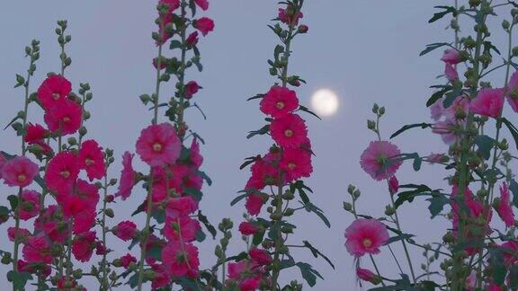 一个蜀葵在风和月亮中摇摆