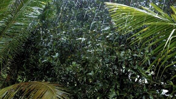 亚洲热带雨林遭遇暴雨