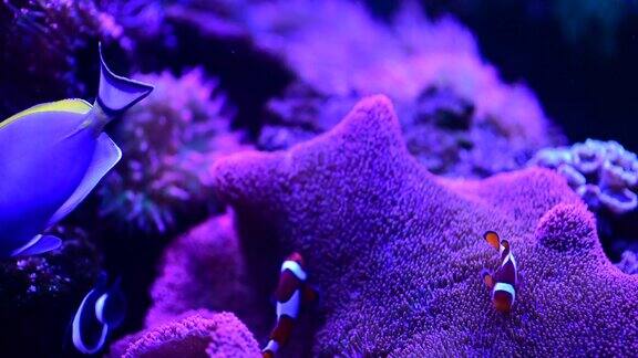 深海领航员可爱的小小丑鱼在礁石上嬉戏五颜六色的小丑鱼在礁石上海葵在热带礁石上