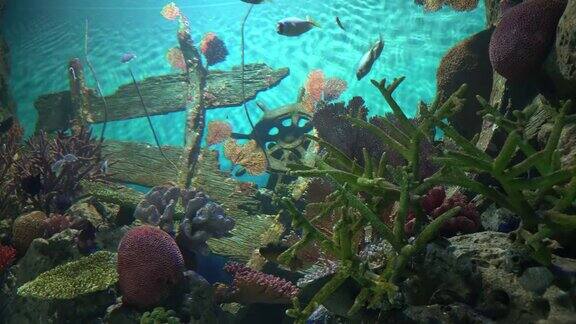 水族馆里的水下世界咸水中的海洋生物鱼在珊瑚间游弋