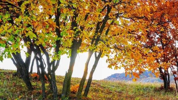 秋天秋天的树和树叶随风摆动