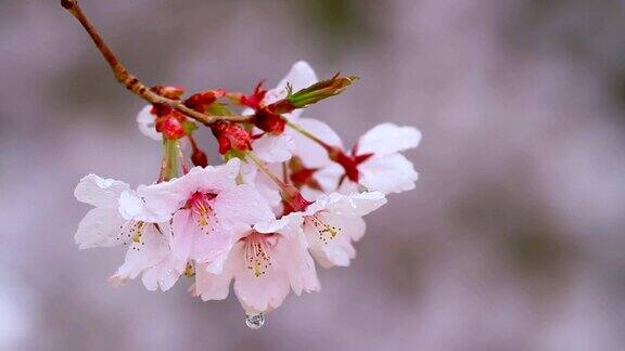 雨中樱花的枝头