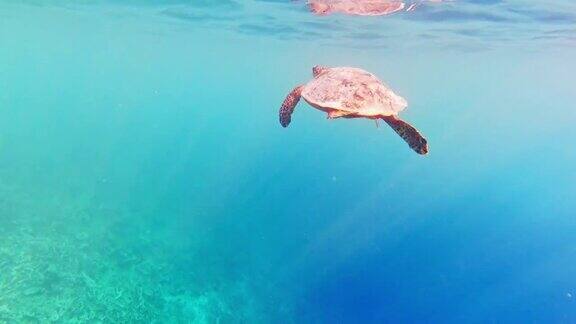 在海里游泳的玳瑁海龟