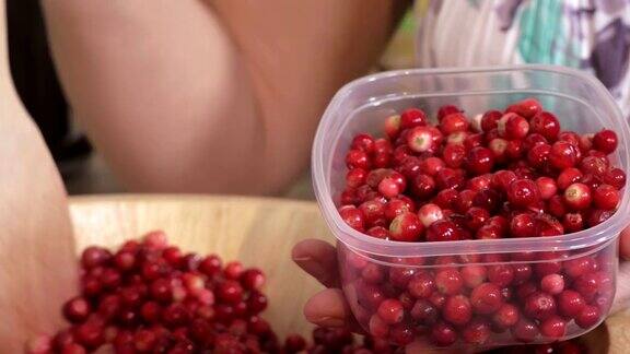 女人把蔓越莓放进塑料容器里新鲜采摘的有机蔓越莓概念