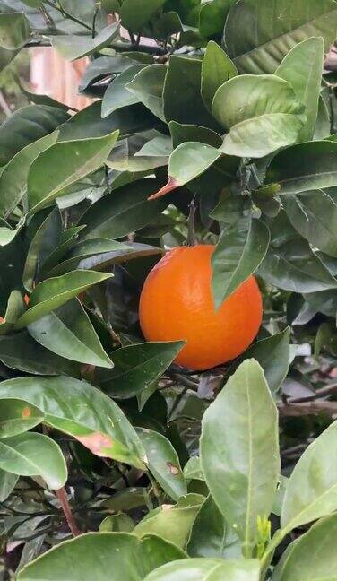 成熟的橙子在绿叶间的图像