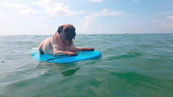 可爱的哈巴狗冲浪在一个冲浪板休息在海岸