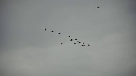 雨后多云的天空下一群候鸟沿着海岸飞过大海
