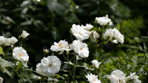 夏日雨水下的一大丛白玫瑰