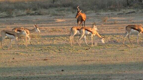 跳羚antelopes