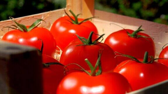 在一个阳光明媚的日子里一个成熟多汁的红色西红柿在一个木盒子里的特写