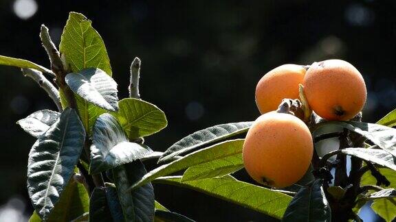 天然的枇杷在树枝上的果实