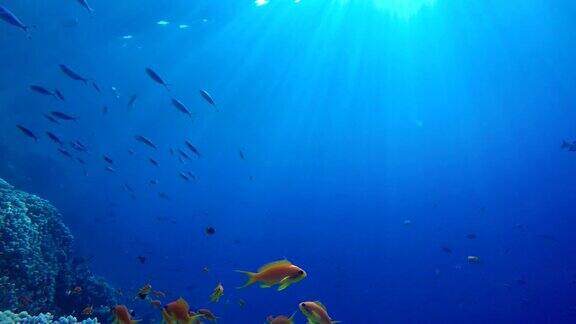 美丽的珊瑚海洋中的水下生物热带鱼