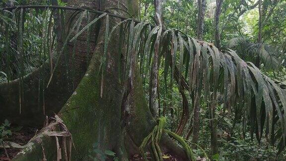 云台向前移动接近丛林中的一棵成熟的热带大树