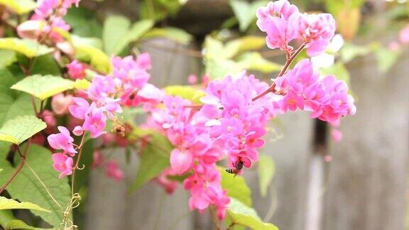 蜜蜂开着粉红色的花;高清:JPEG照片