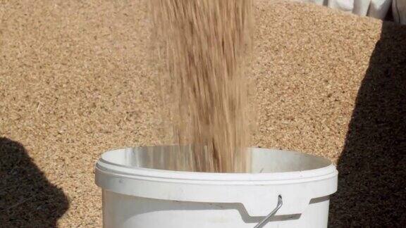 麦粒落在一个桶里尘土飞扬背景里有一堆麦粒从第二个桶里可以看到一个影子