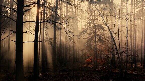神秘的光在黑暗的秋天森林