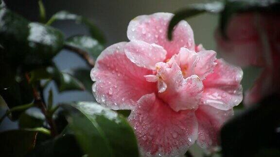 雨中的山茶花