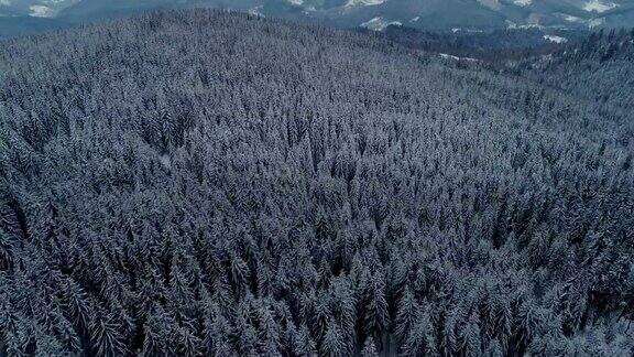 冬雪松林无人机在山区飞行