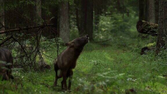 黑暗森林里嚎叫的狼