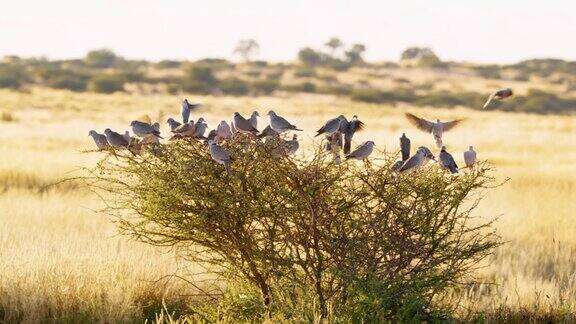 在非洲博茨瓦纳的萨瓦纳一群欧亚颈圈鸽子坐在一棵小树上