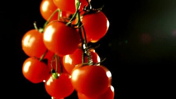 选择樱桃西红柿作为健康的有机食品