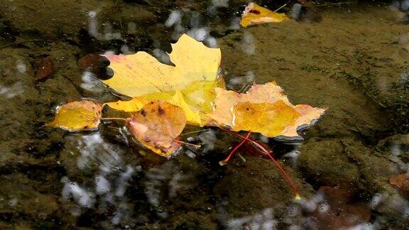 黄叶漂浮在河面上