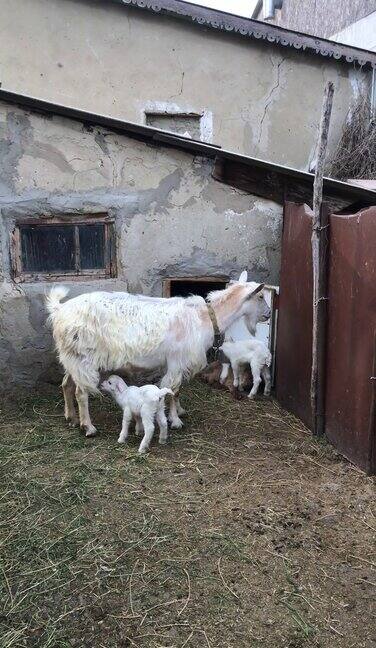 在自家农场山羊妈妈正在给可爱的小山羊喂奶