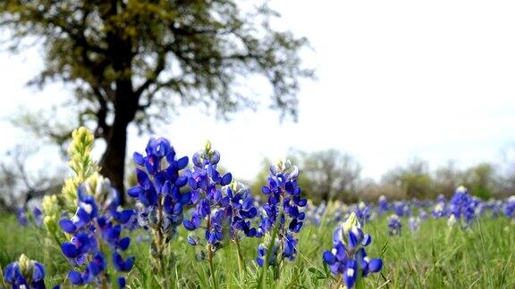 来自德克萨斯州奥斯汀的Bluebonnets