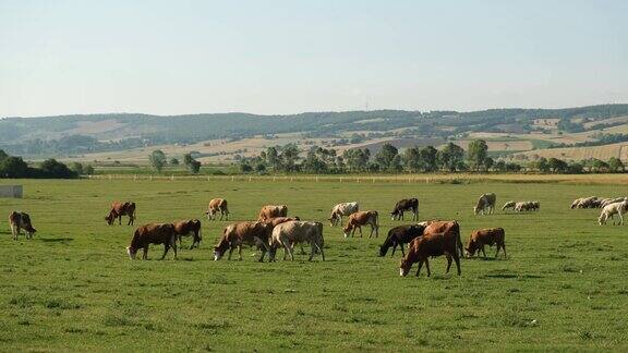 牛在田野里吃着新鲜的绿草农村的一群奶牛在绿色草地上吃草的家畜
