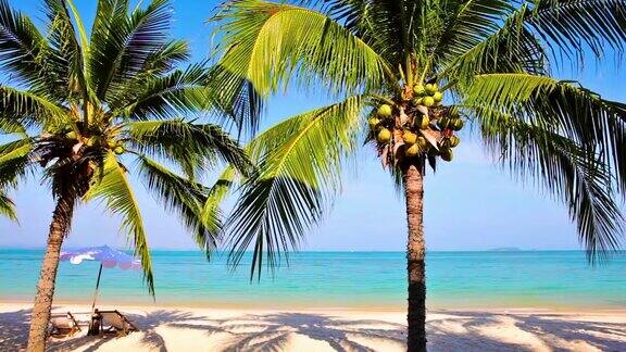 有棕榈树的热带海滩