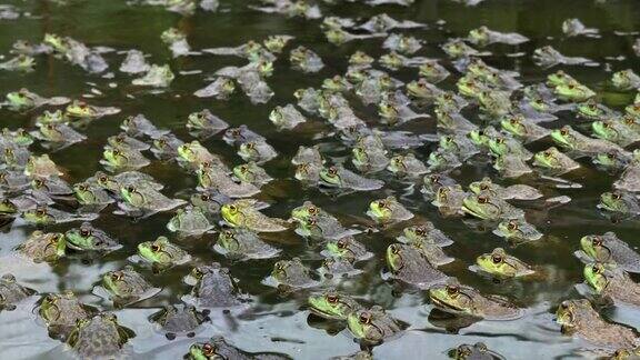 水产农场池塘中有大量的青蛙